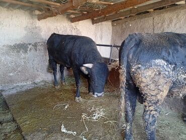 продаю связи с переездом: Продаю | Бык (самец) | На откорм | Племенные — 3