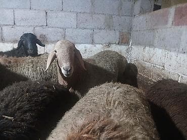 Баран, овца: Продаю | Овца (самка) | Для разведения — 1