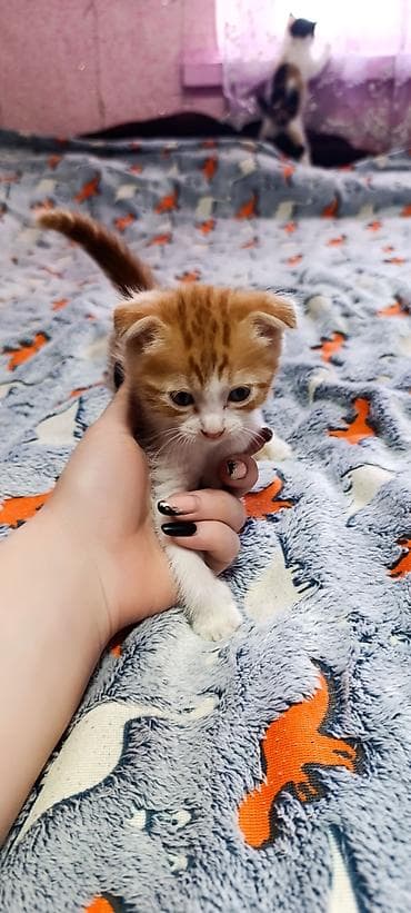 горные кошки: Скотиш Фолд (Шотландская вислоухая), 2 месяца, Девочка, Рыжий, Приучена к лотку — 2