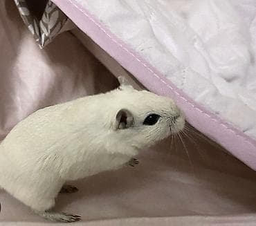 черепаха живая: Предлагаются: - Молодые водные черепахи красноухая одна большая и — 5