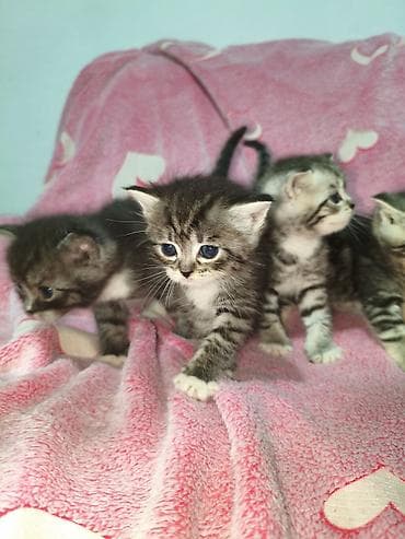 котят купить: Котята, помёт из 4 малышей. Родились 27 апреля - 2 девочки,и 2 — 1