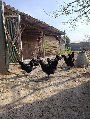 үй жаныбарлары: Сатам | Инкубацияланган жумурткалар | Көбөйтүү үчүн — 4