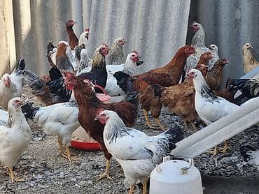 усыпление животных бишкек: Продаю | Куры | Домашняя | Для разведения — 4