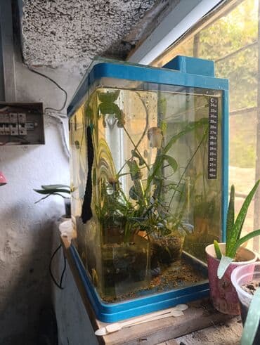 террариум для черепахи сухопутной купить: Аквариум прямоугольной формы с синей окантовкой по верхнему и нижнему — 2