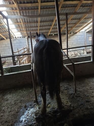 сколько стоит собака породы доберман: Сатам | Жылкы (эркек) | Жумушка | Асыл тукумдуу — 1