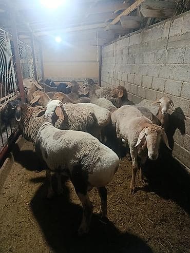 маленький баран: Продаю | Баран (самец) | На забой | Котные — 3