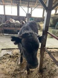 домик для собака: Продаю | Бык (самец) | Ангус | Для разведения — 3