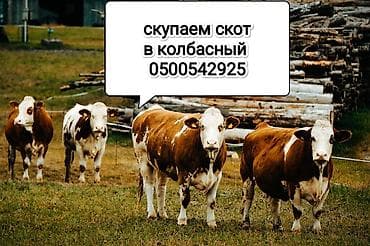 аксессуары для животных: Куплю | Коровы, быки, Лошади, кони | Круглосуточно — 4