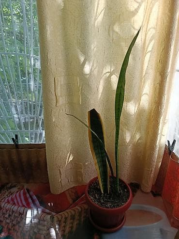 Сансевиерия (сансевьера, «щучий хвост») в пластиковом горшке с