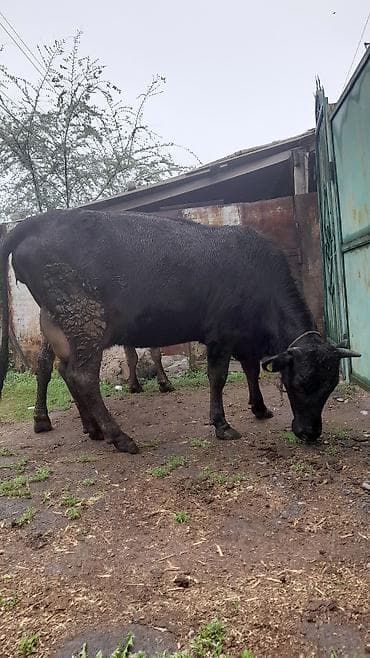 коровы молоко: Продаю | Корова (самка) | Для молока | Привязанные — 3