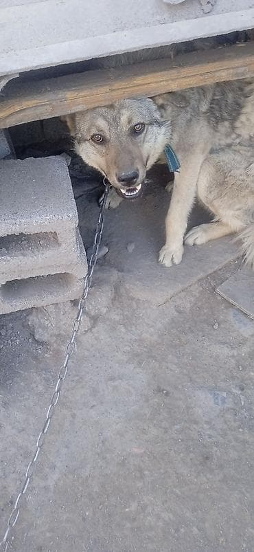 продаю ротвейлер: Сторожевая собака на цепи - Порода/тип: крупная охранная собака — 1