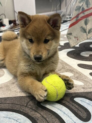 русский терьер: Сиба-ину, 2 месяца, Самец, С прививкой — 9