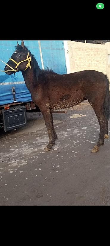 продажа пони: Продаю | Жеребенок | Конный спорт — 1