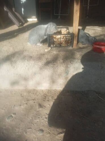 купить собаку доберман в бишкеке: Продаю | Крольчата | Для разведения — 6