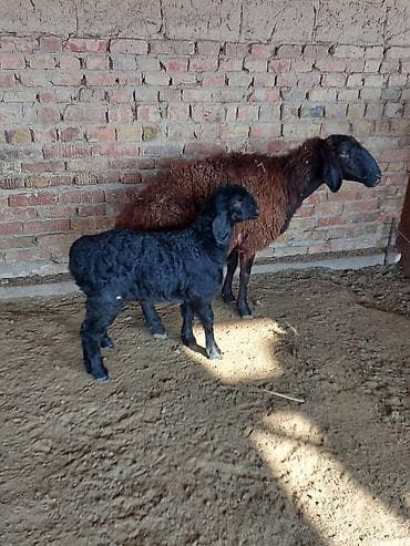 ит атабыз: Продаю | Овца (самка) | Арашан, Романовская | Для разведения | Матка — 4