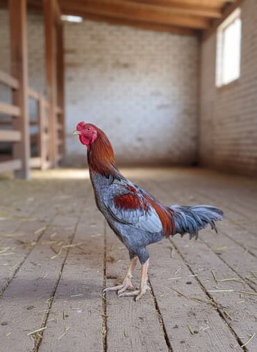 сибирская маскарадная кошка: Продаю | Петух | Для разведения — 2