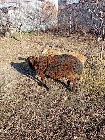 бараны с ягнятами: Продаю | Овца (самка), Ягненок, Баран (самец) | Гиссарская, Эдильбаевская, Арашан | На забой, Для разведения, Для шерсти | Ярка — 6