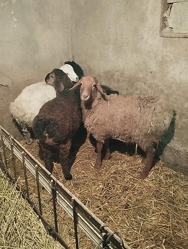 Продаю ягнят 4 штуки возраст по 2.5 месяцев есть и ярки и мальчики at lalafo.kg Продаю ягнят 4 штуки возраст по 2.5 месяцев есть и ярки и мальчики