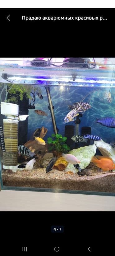 рыбы для аквариума: Прадаю акварюм ссылками можно без прадаю рыбак тоже оделна ест тумба — 3
