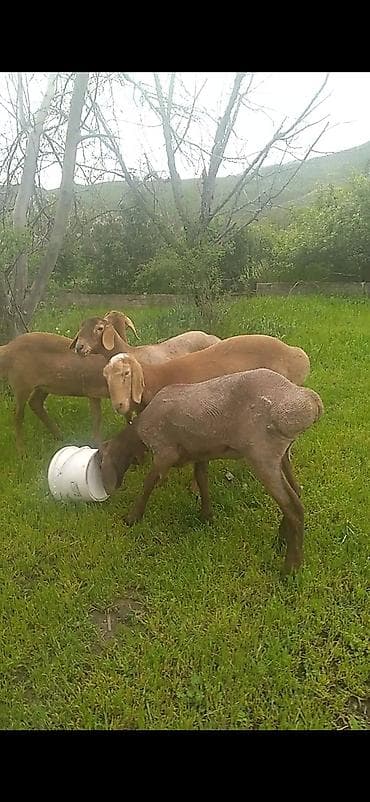 купить кормовых насекомых: Продаю | Ягненок | Арашан | Для разведения | Ярка — 5