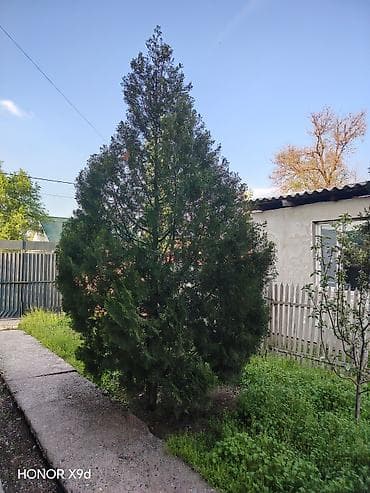gen kg: Туи и ель для ландшафтного озеленения, цена договорная - Породы: туя — 6