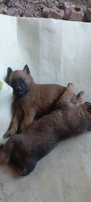 овчарка для вязки: Бельгийская овчарка, 1 месяц, Самец — 6