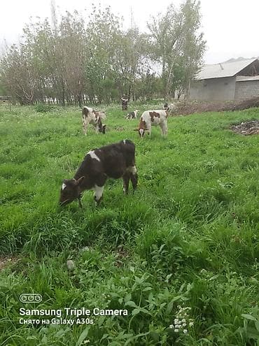 Продаю | Музоо, торпок | Симментальская | На откорм at lalafo.kg Продаю | Музоо, торпок | Симментальская | На откорм