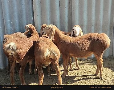 балык багуу: Сатам | Кочкор (эркек) — 4