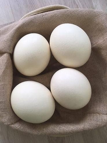 Молочные продукты и яйца: Страусиные яйца МЕСТО НАХОЖДЕНИЯ ОШ НООКАТ МОЖЕМ ОТПРАВИТЬ В БИШКЕК — 3