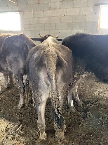 дойный корова: Продаю | Корова (самка) | Для молока | Привязанные — 3
