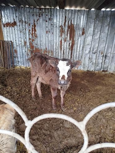 торпок басы: Сатам | Кунаажын | Аргын | Көбөйтүү үчүн — 4