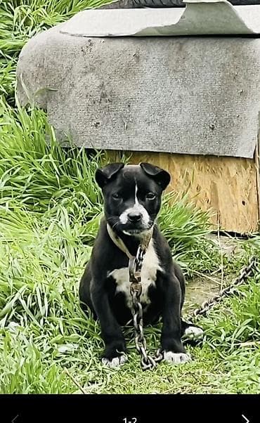 британская кошка цена бишкек: Питбуль, 2 месяца, Самец, С прививкой — 2