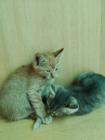 кошка шиншилла: Котята-двойняшки - Возраст: примерно 1,5–2 месяца (по фото видно — 2