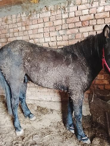 жылкы кара балта: Сатам | Жылкы (эркек) | Жумушка — 4