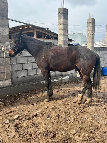 продажа лошадей иноходец: Продаю | Конь (самец), Жеребец | Кара Жорго, Английская | Для разведения, Конный спорт | Осеменитель, Племенные — 6