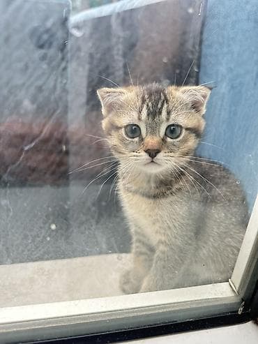 Котёнок с короткими ушками (тип скоттиш-фолд/вислоухий). Окрас