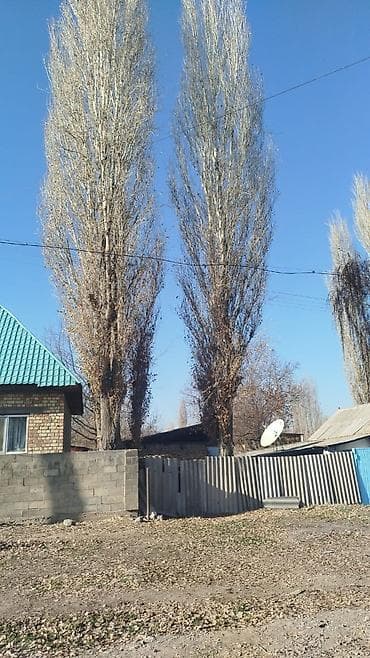 Уголь: 2 Терек Бекер берилет. Өзүңөр кыйып кетесиңер — 1