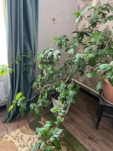 светы ош: Продается китайская роза, крупный взрослый куст в горшке.
Цена — 2