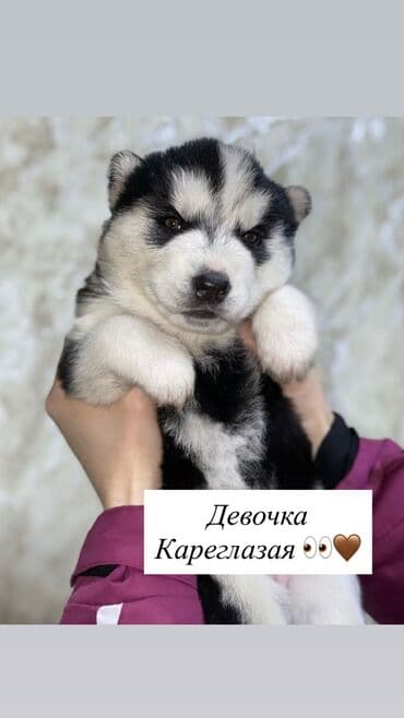 Хаски, 1 месяц, Самец, С прививкой