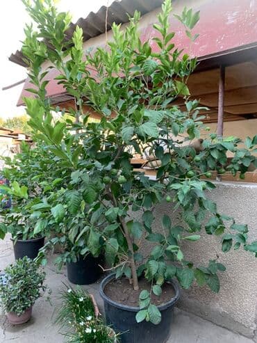 лимон цветы: Лимон, лимонное дерево Продаю лимонное дерево, на фото самое большое — 1