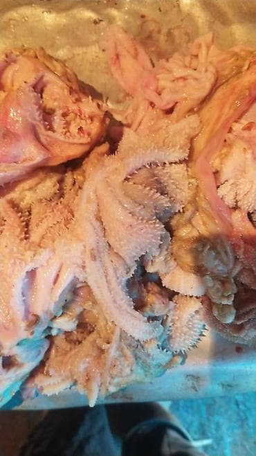 степлер скобы: Требуха для собак, книжки
Карын 


Корм собака кошка щенки — 1