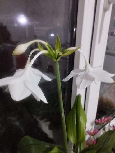 букет пионы: Эухарис (амазонская лилия) в декоративном пластиковом кашпо. - Белые — 5