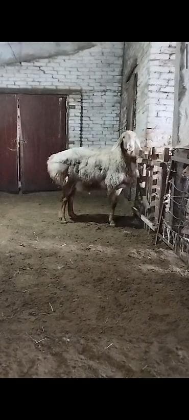 шамал сай: Сатам | Кочкор (эркек) | Арашан | Көбөйтүү үчүн | Жасалма жол менен боозутуу — 6