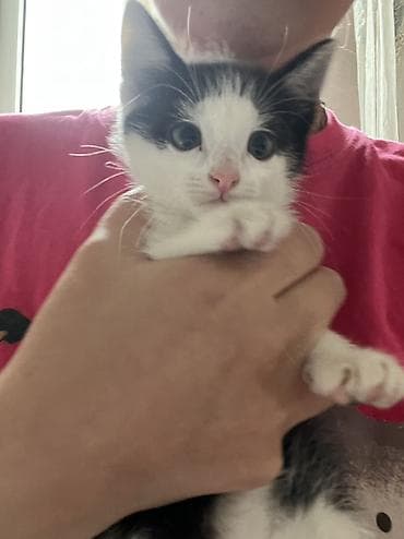 кошке: 2 месяца, Девочка, С прививками — 2