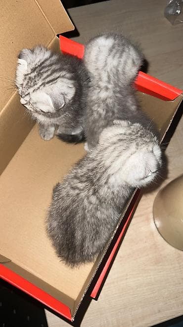 купить вислоухого шотландского котёнка: Скотиш Страйт (Шотландская прямоухая), 2 месяца, Мальчик, Серебристая шиншилла, Приучена к лотку — 3