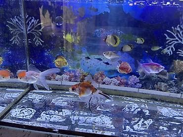 d cat: Аквариум 40-50л 5рыбок полный комплект отдам 2 фильтра подсветка насос — 1