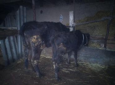 стельные телочки: Продаю | Корова (самка) | Швицкая | Для молока | Племенные — 4