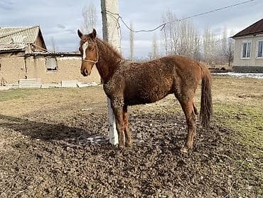 продаю осёл: Продаю | Жеребец | Конный спорт | Племенные — 4