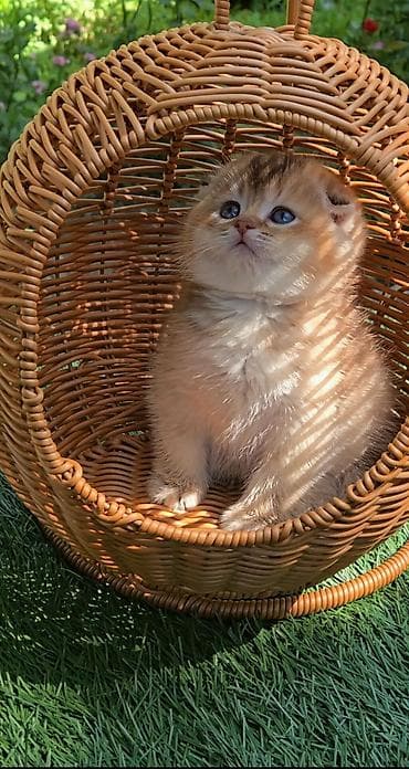 гостиница для кошек: Шотландские котята от красивой пары. Scottish fold и straight — 2