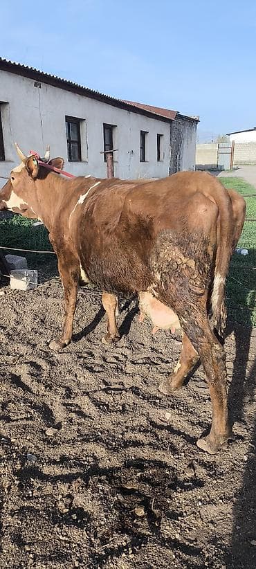 продаю раков: Продаю | Корова (самка) | Алатауская | На откорм, Для разведения, Для молока — 7